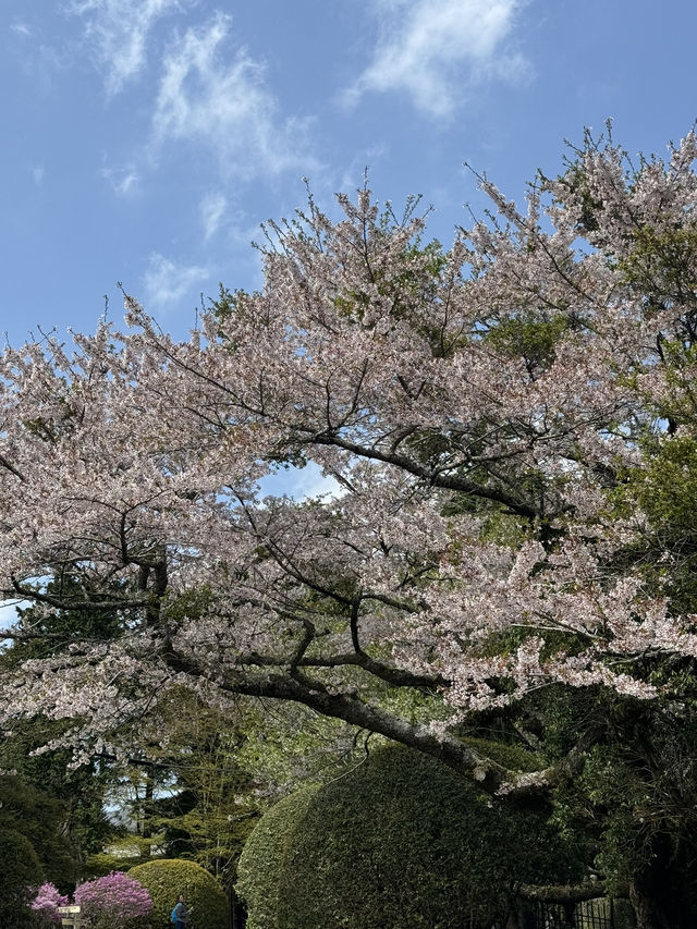 Hakone in April