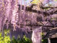 Petals and Peace: Rinsenji’s Springtime Secret