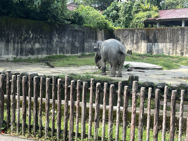 A Day Trip to Taiping Zoo