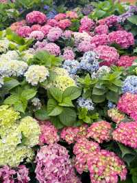 香港｜屯門黃金海岸繡球花節