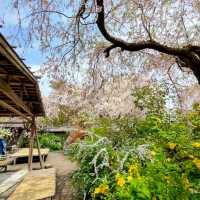 京都-原谷苑，此生必看的櫻花勝地！