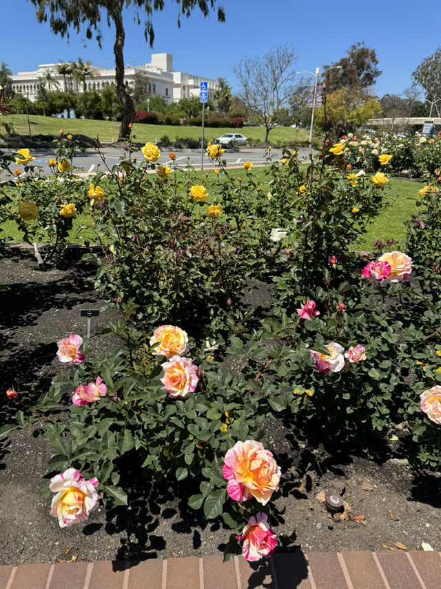 🌹 샌디에고 Musineffle Rose Garden, 장미의 향연!