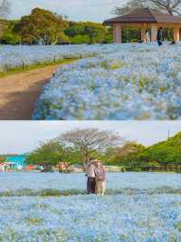 Uminonakamichi สวนดอกไม้ริมทะเลแห่งฟุกุโอกะ