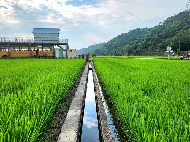 台中田園密景 - 外埔忘憂谷 + 外埔水流東彩繪稻田