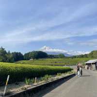 【静岡】富士山と茶畑が見れる絶景スポット🗻