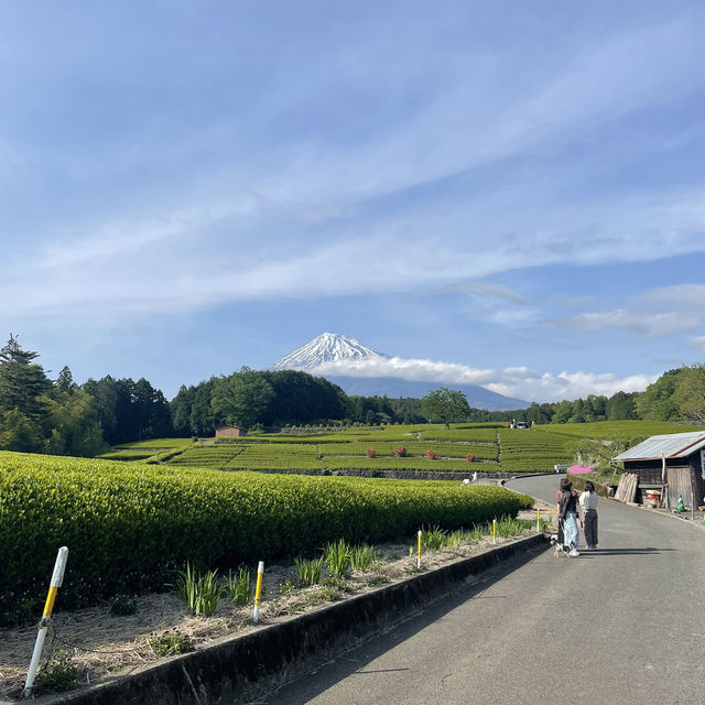 【静岡】富士山と茶畑が見れる絶景スポット🗻