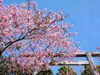 沖繩賞櫻，名護城跡公園的絕美海景櫻花