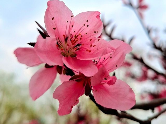 Flower Bloom in Changsha 🌼