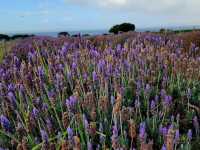🌿 Churchill Island Weekend Escape: Cows, Lavender & Island Serenity