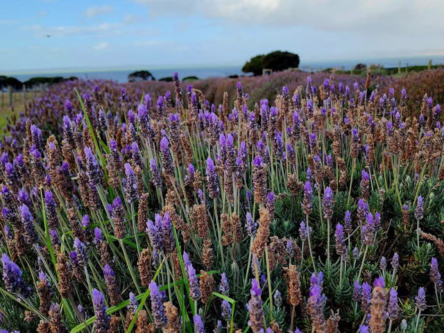 🌿 Churchill Island Weekend Escape: Cows, Lavender & Island Serenity