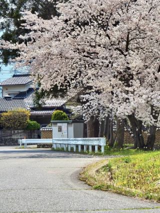 Summer Cherry Blossoms in the Countryside 🌸🌿