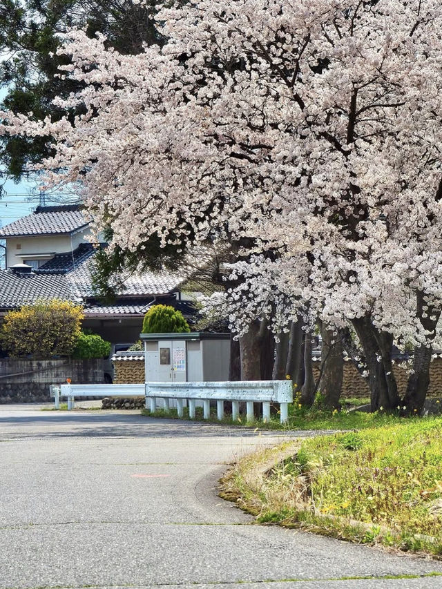 Summer Cherry Blossoms in the Countryside 🌸🌿