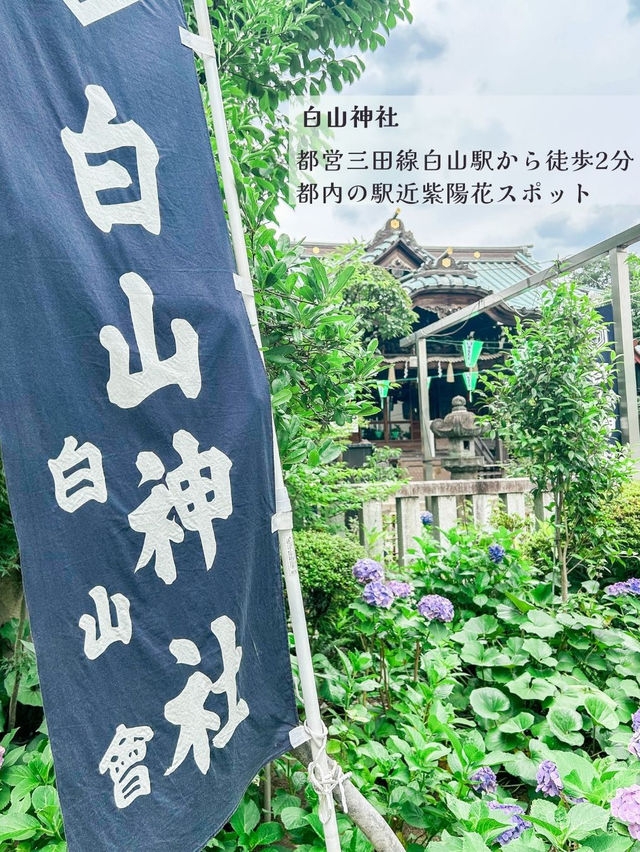 東京にある紫陽花の名所・白山神社