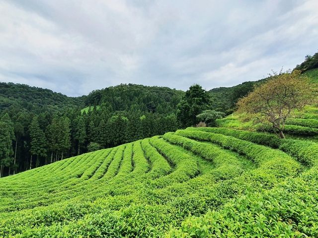 대한다원 보성녹차밭