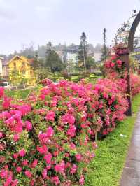 Sapa in Bloom: A Journey Through season
