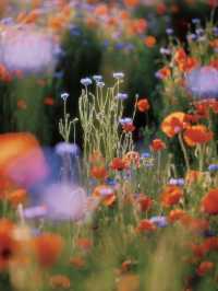 Just 10 Minutes from the Metro: Step into a Monet Painting 🎨🌼