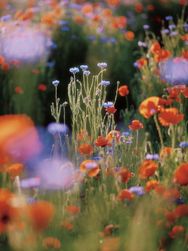 Just 10 Minutes from the Metro: Step into a Monet Painting 🎨🌼