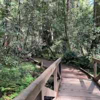 Armstrong Redwoods State Natural Reserve – Guerneville, CA