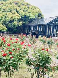 【江ノ島】サムエル・コッキング苑で味わう花々💐