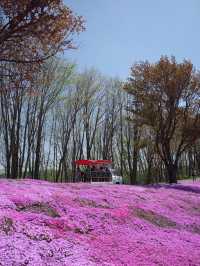 ひがしもこと芝桜公園で春の絶景体験！ピンクのじゅうたんに包まれる感動スポット