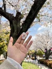 Sakura Season in Japan 🌸✨ 7Apr - 9Apr 2025