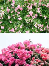 【調布】バラの香りに癒される🌸