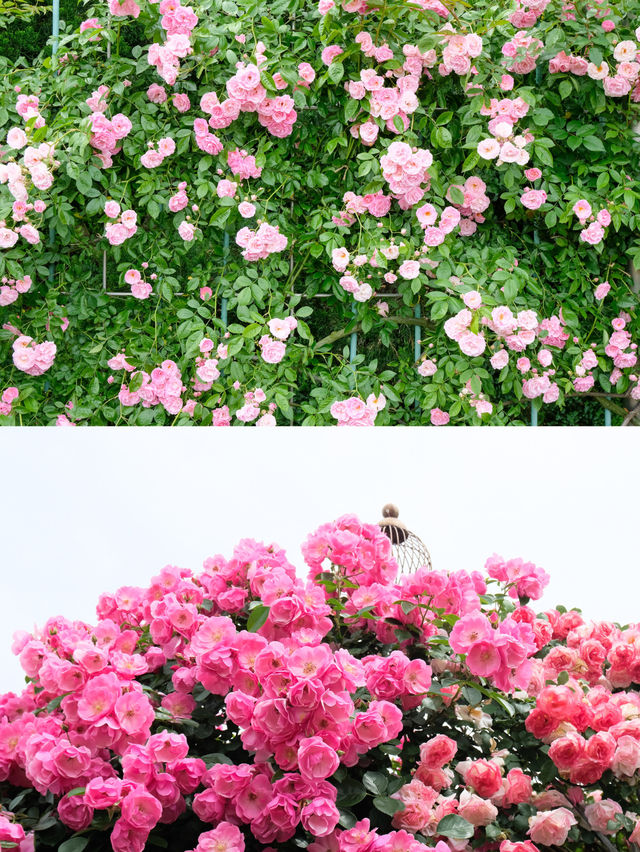 【調布】バラの香りに癒される🌸