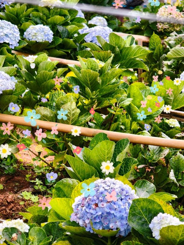 泰北小眾花園梯田拍攝地