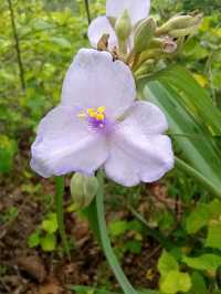 Waterfalls & Woods: Hiking the Walls of Jericho Trail, Alabama