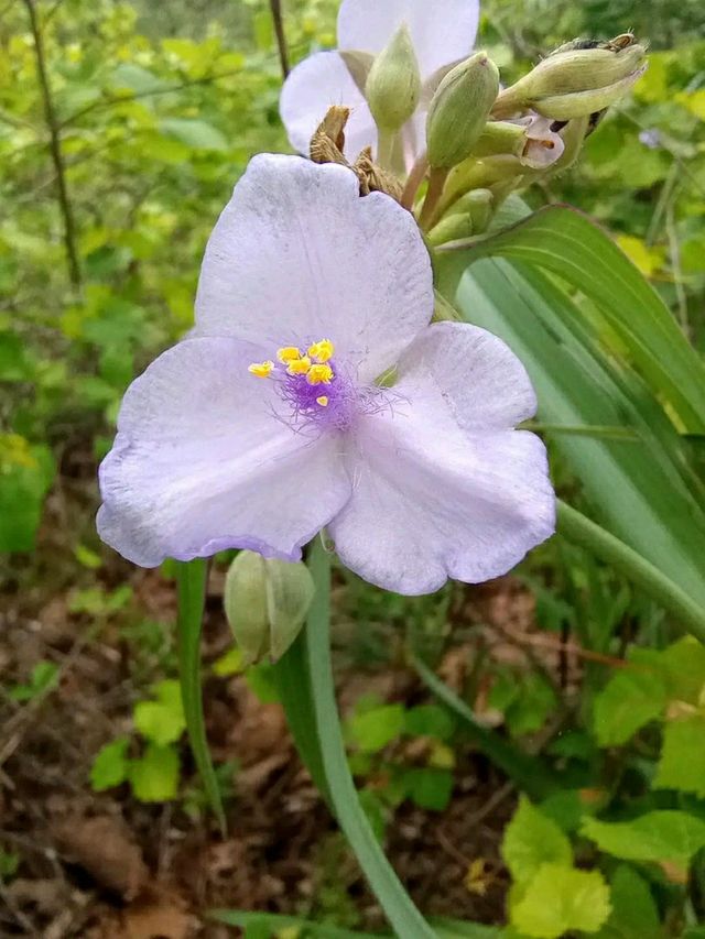 Waterfalls & Woods: Hiking the Walls of Jericho Trail, Alabama