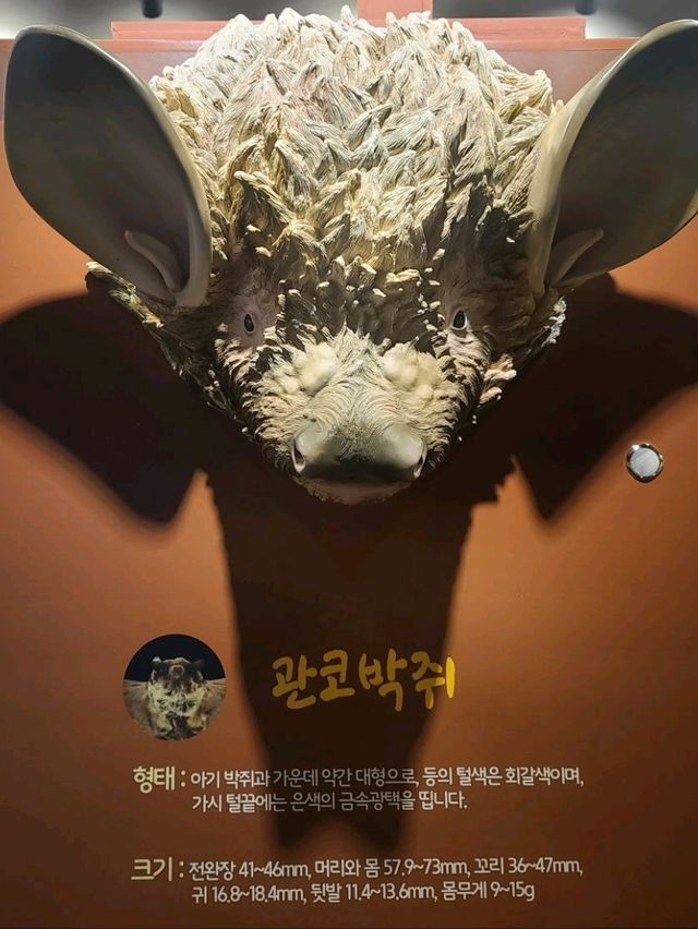 평창 체험형 동굴탐사🖤백룡동굴