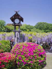 【行く前にこれ見て】古社の境内に垂れ下がる神秘的な紫のカーテン💜✨※観光攻略情報付き