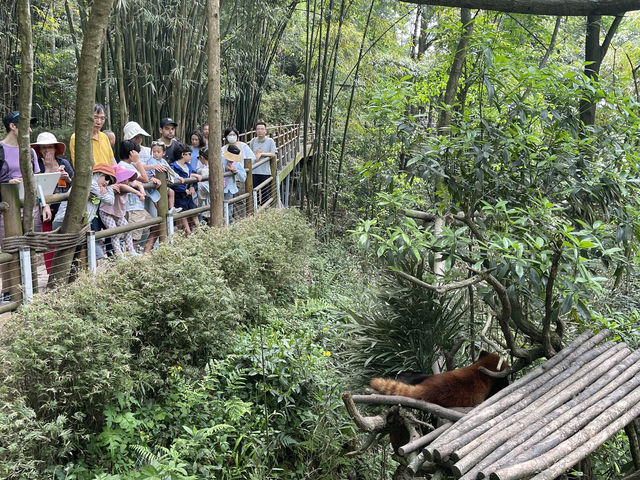 Dujiangyan Panda Valley  