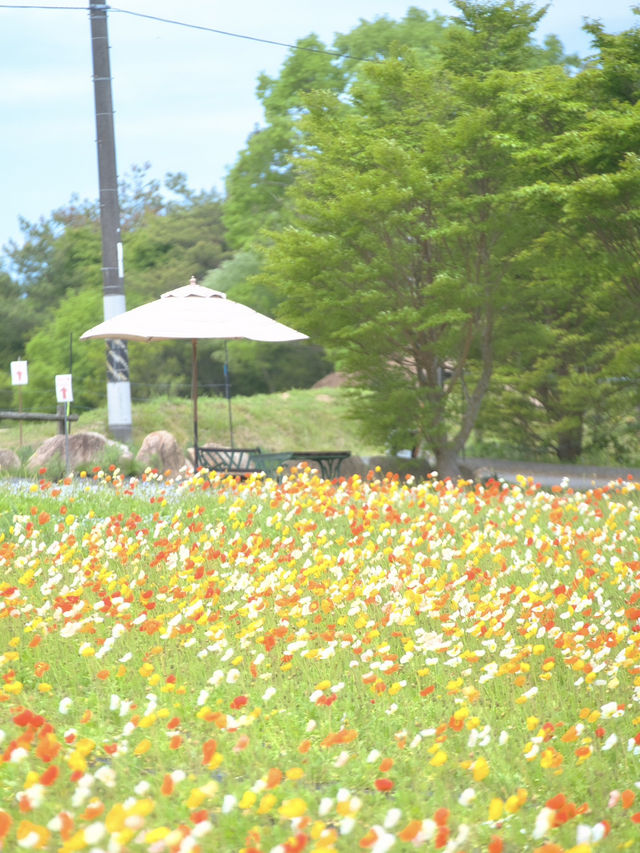 春風に揺れるポピー畑に酔いしれる🌺🌼※観光攻略情報付き