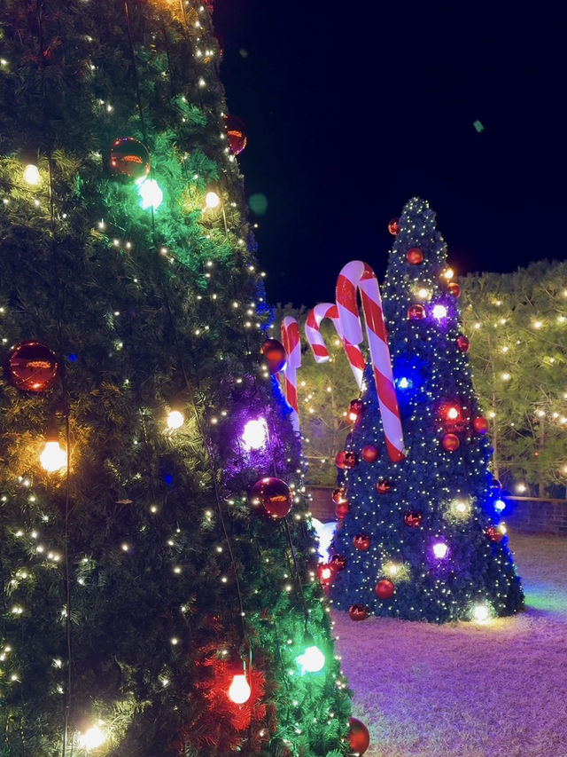 크리스마스 트리 카페는 여기여기 가세요 🎄