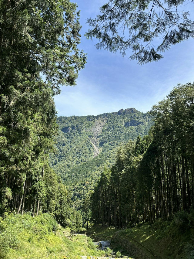 台灣—6月份的阿里山也是格外的耀眼✨