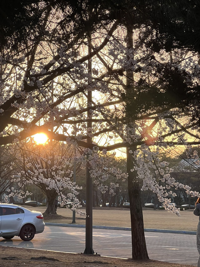 대전 목련, 벚꽃 여행🤍🩷