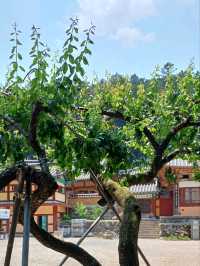 주말이 더욱 빛나는 나들이, 고성 옥천사🌿