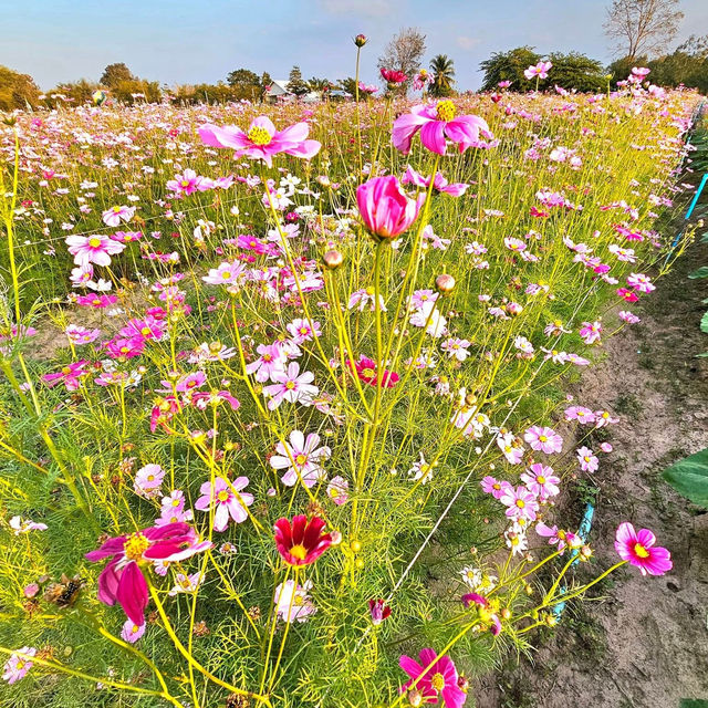 花の楽園でひとやすみ🌼ウドンターニーの癒しスポット、バンク・ベンジャマート公園へ！ #ウドンターニー #タイ旅行 #バ