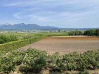 富良野富田農場：遇見·花海