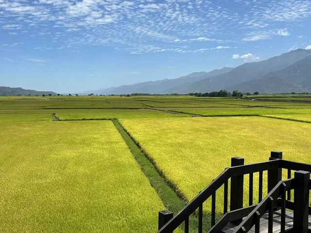 池上。金黃稻浪