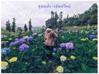ขุนแปะ 🌸 ทุ่งไฮเดรนเยียกลางหุบเขา เชียงใหม่