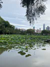 深圳洪湖公園，一年一度的荷花展，千萬不要錯過啊🪷