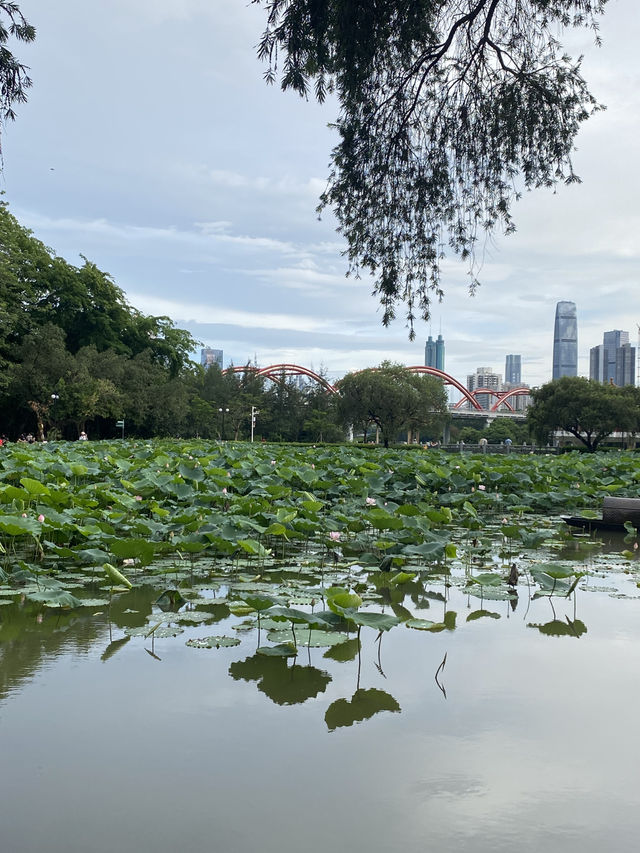深圳洪湖公園，一年一度的荷花展，千萬不要錯過啊🪷