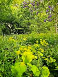 Harris Garden