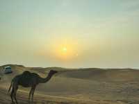 Dunes & Dreams: A Desert Adventure in Dubai