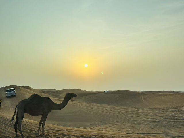 Dunes & Dreams: A Desert Adventure in Dubai