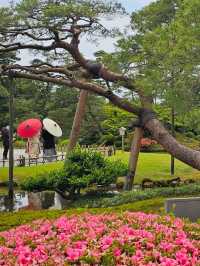 必訪日式庭園〔兼六園〕，四季皆美的百景之首