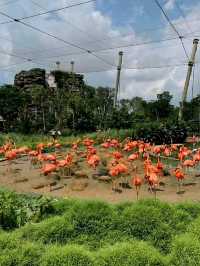 A Colorful Escape to Bird Paradise, Singapore