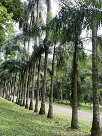 🌴斯里蘭卡最出片棕櫚大道｜本地人還搶著跟同行小姐姐拍照！
